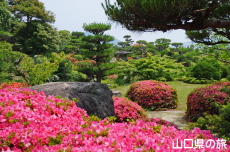 毛利氏庭園のサツキ