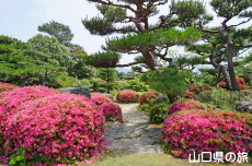 �ї����뉀�̃T�c�L