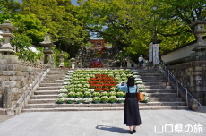 ���̉˂���