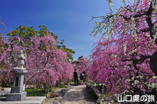 �h�{�V���{�̔~2018