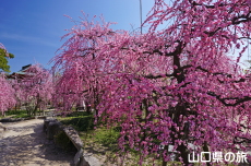 �h�{�V���{�̔~2018