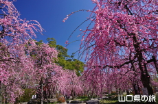 �h�{�V���{�̔~2018