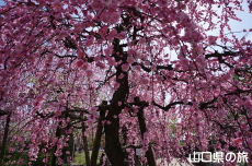 �h�{�V���{�̔~2018