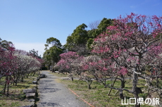 �h�{�V���{�̔~