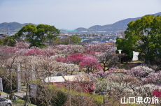 �h�{�V���{�̔~