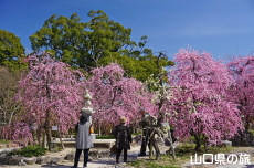 �h�{�V���{�̔~2018