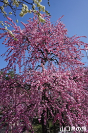 �h�{�V���{�̔~2018