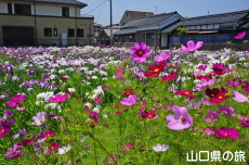 �R�X���X�ƉԏҊ�