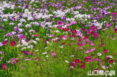 コスモスと花菖蒲