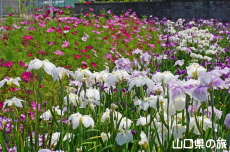 コスモスと花菖蒲