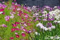 �R�X���X�ƉԏҊ�