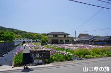 �K�[�f���Ԍ����̉ԏҊ�