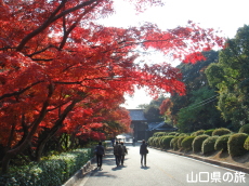 毛利氏庭園の紅葉