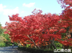 毛利氏庭園の紅葉