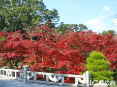 毛利氏庭園の紅葉