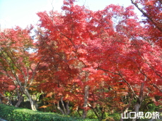 毛利氏庭園の紅葉