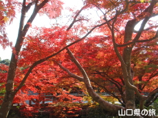 毛利氏庭園の紅葉