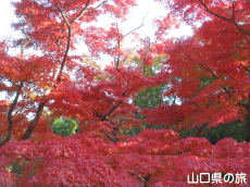 毛利氏庭園の紅葉