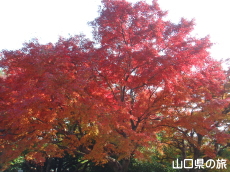 毛利氏庭園の紅葉