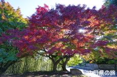 毛利氏庭園の紅葉