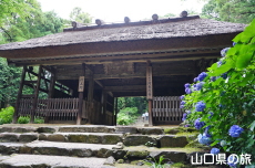 阿弥陀寺のあじさい