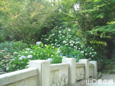 �ω����̎��z��