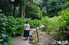 阿弥陀寺のあじさい園