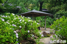阿弥陀寺のあじさい園