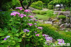 阿弥陀寺の紫陽花