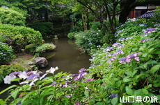 阿弥陀寺の紫陽花