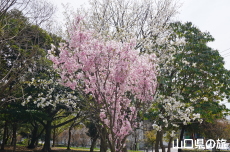 �C��������Ԃ̉��̍g�ފݍ�