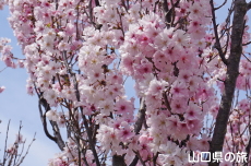 �C��������Ԃ̉��̍g�ފݍ�