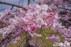 �C��������Ԃ̉��̍g�}����