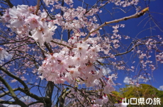 �C��������Ԃ̉��̍g�}����