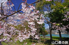 �C��������Ԃ̉��̍g�}����