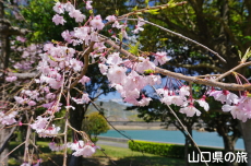 �C��������Ԃ̉��̍g�}����