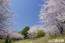 �ї����뉀�̍�