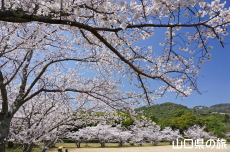 �ї����뉀�̍�