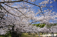 �ї����뉀�̍�