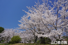 �ї����뉀�̍�