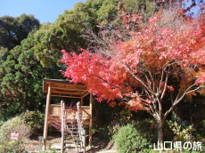 阿弥陀寺の紅葉