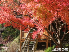 阿弥陀寺の紅葉