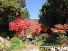 憩の広場の紅葉