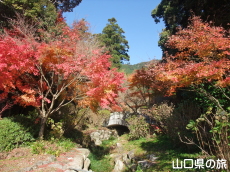 阿弥陀寺の紅葉