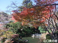 阿弥陀寺の紅葉