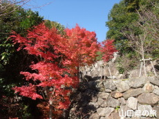 阿弥陀寺の紅葉