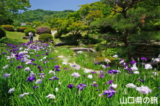 �ї����뉀�̉ԏҊ�