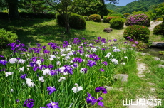 �ї����뉀�̉ԏҊ�