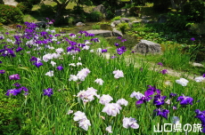 �ї����뉀�̉ԏҊ�