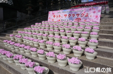 �L�b�g�J�b�g�ԉ�L